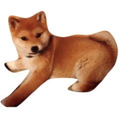 Uchi no Inu