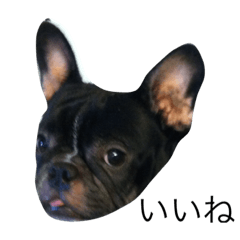 French Bulldog Kuu