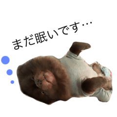 May it be Pomeranian?