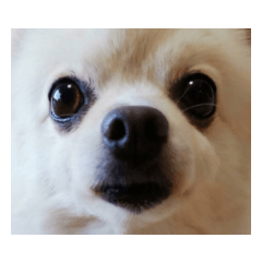 cheeinu_20210329155752