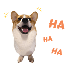 我是一隻名叫估狗的柯基（第1⃣️彈）