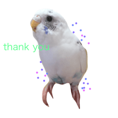 可愛いインコ！ワンコ！