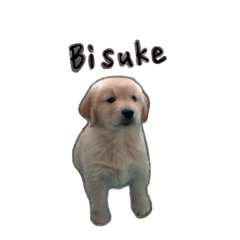 BISUKE'S STORY Golden Retriever-Julie01