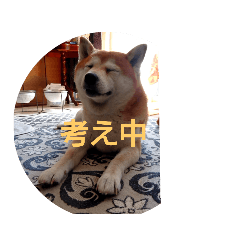 shiba_20210329174145