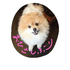 Pomeranian Purin stamps