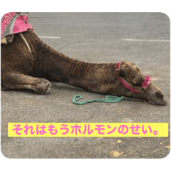 Hana_20210330072547