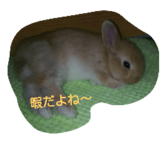 bunny's