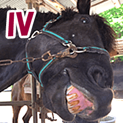 馬面 馬の顔 写真 4 Line スタンプ Line Store 馬面 馬の顔 写真 4 Line スタンプ Line Store