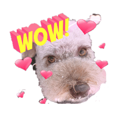 天津甘栗ぷー吾朗！3