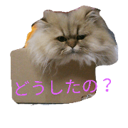 catcat2