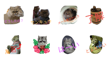 catcat2