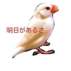 pino of white bird
