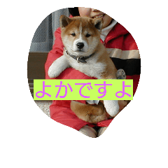 kumamoto special languages dog