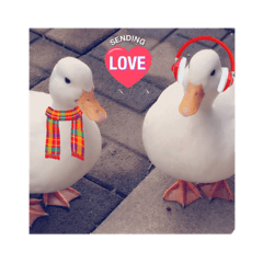 lovely ducks sticker 2