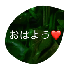 Vegetable love