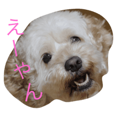 うちのあつこさんとあずきさん Line スタンプ Line Store