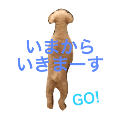 toy-poodle-momo
