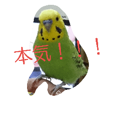 Budgerigars Ramune