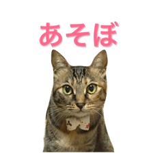 Japanese cat Rin