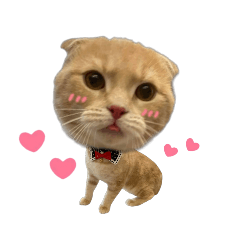 橘子橘子來嘍❤️