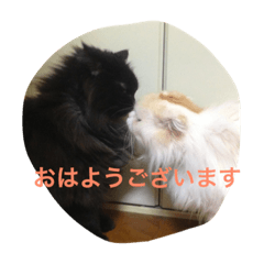 猫と犬だらけ