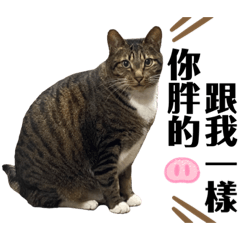 我家三隻貓