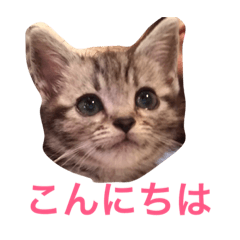 American shorthair 's Stickers