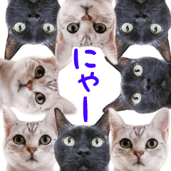 飛び出すハイテンションにゃんこリメイク2 Line スタンプ Line Store