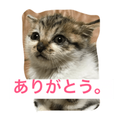 nyaaam