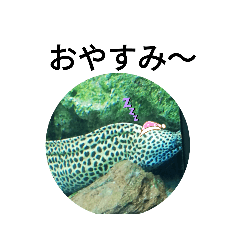 魚リアクションスタンプ２