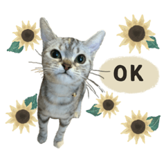Finolhu__coton sticker