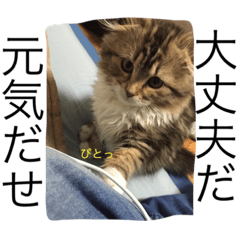 cats stanp boku job ver.