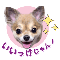 Dog's Sticker shizuika dialect
