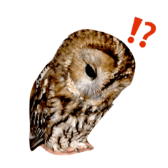 owl tawnyowl MARU