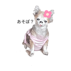 ponzu_my dog