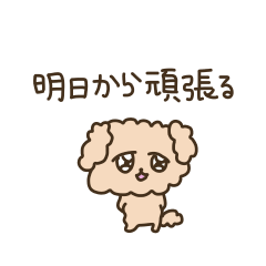 Easygoing Toy poodle