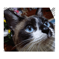 かわいい 猫 ココたち Lineクリエイターズスタンプ Stamplist かわいい 猫 ココたち Lineクリエイターズスタンプ Stamplist