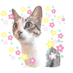 Cat 燒