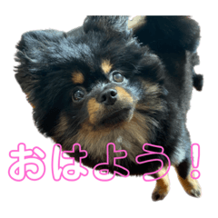 TENN's STAMP2