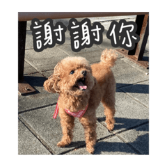 家有惡犬 林點點