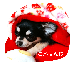 Chihuahua **