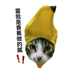 Cat 羞