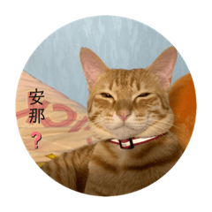 寶焦合集