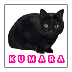 Black cat Kumara
