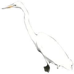 Great egret living by the water