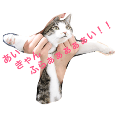 lovely cat and cat life