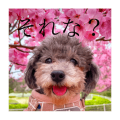 saya_20210331172320
