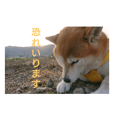 shiba_20210331192425