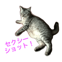 猫のクゥ Line スタンプ Line Store 猫のクゥ Line スタンプ Line Store