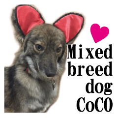 Mixed breed dog Coco